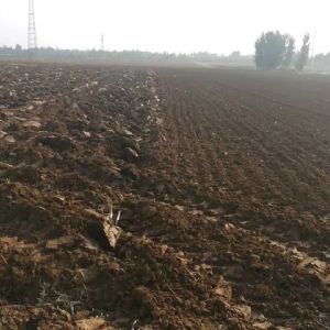 银河999小玛丽水果游戏驱动耙播种机作业效果-作业环境